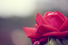 2016　春薔薇その１