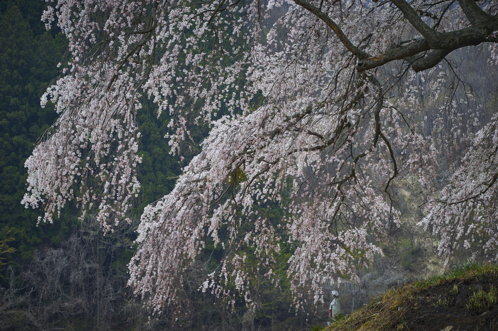 上発地の枝垂桜その2