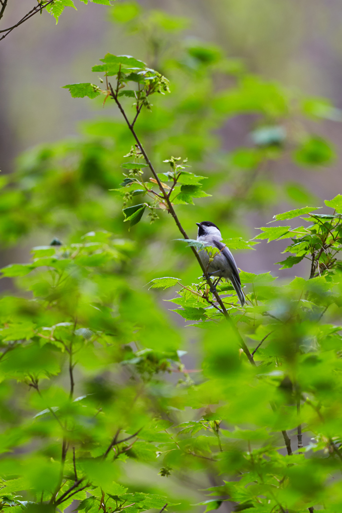 コガラ　IN GREEN