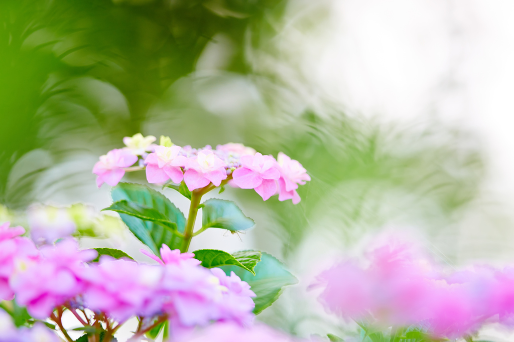 紫陽花