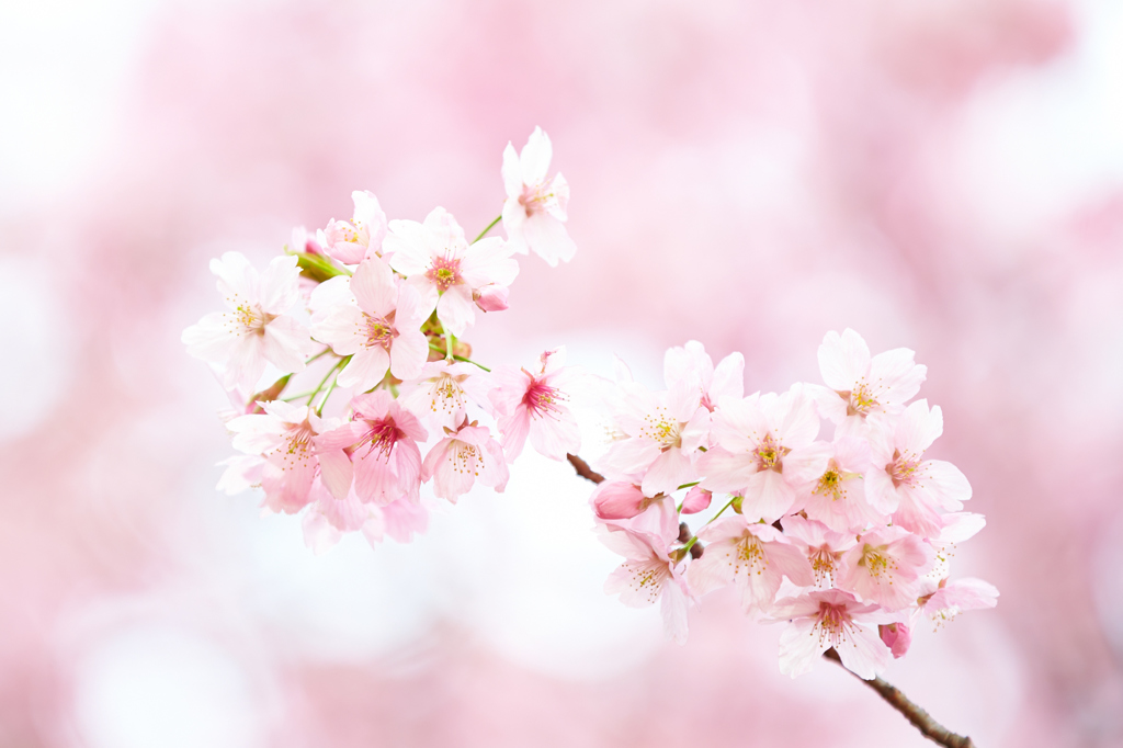 ２０１５　桜