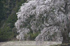 上発地の枝垂桜その5