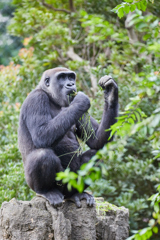 上野動物園その9