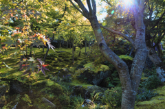 Beautiful garden