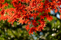 今年最後の紅葉