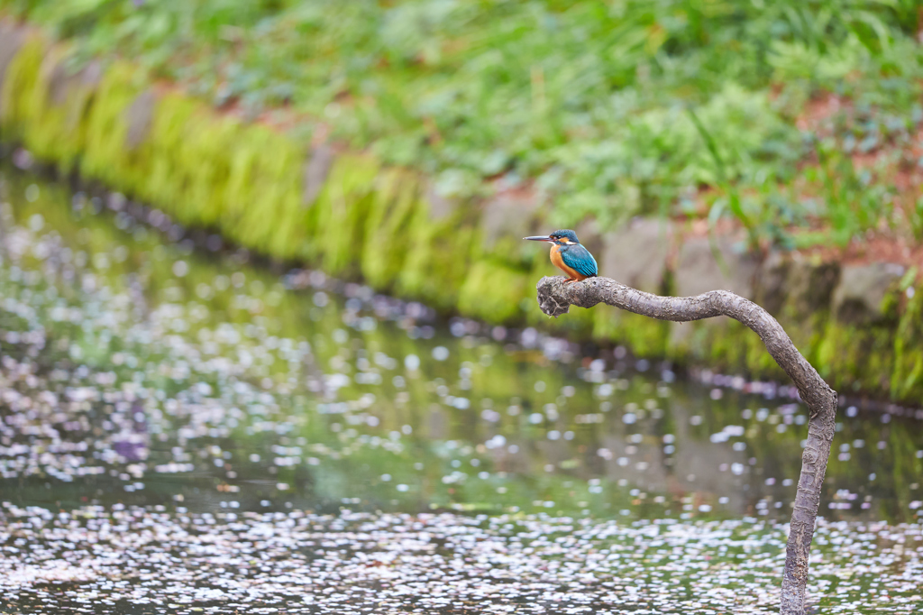 桜カワセミ