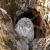 エゾフクロウ　のんきだね・・