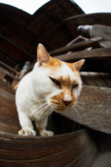 猫歩きな休日　その4