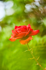 2016　春薔薇その5