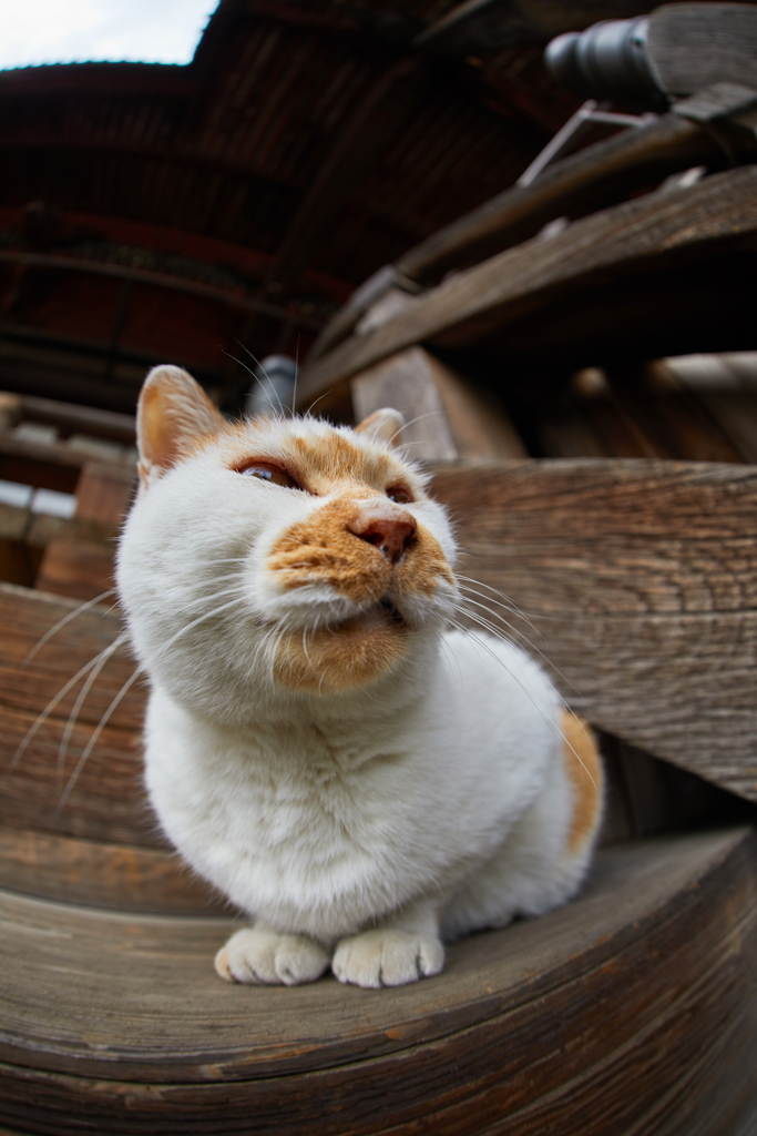 猫歩きな休日　その5