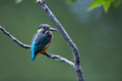 young bird