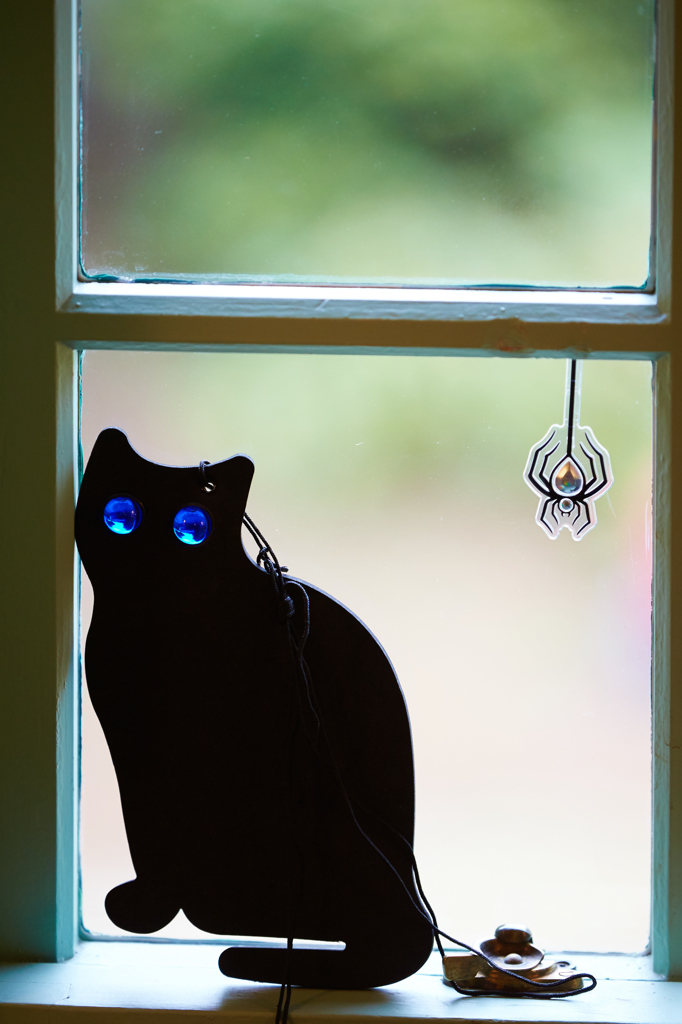 窓際の猫