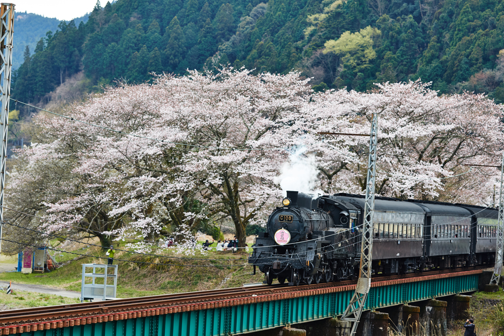 大井川鐵道～桜ＳＬ～その7