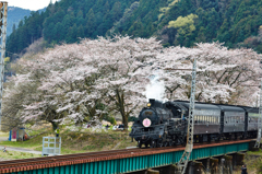 大井川鐵道～桜ＳＬ～その7