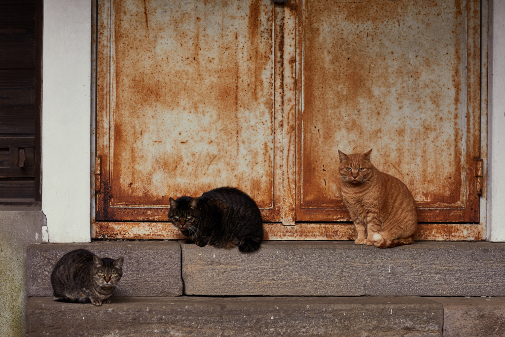 猫歩きな休日　その8