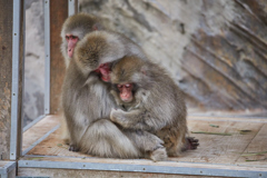 上野動物園その8