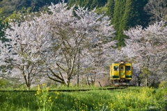 桜といすみ鉄道その7
