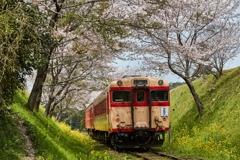 桜といすみ鉄道その１１