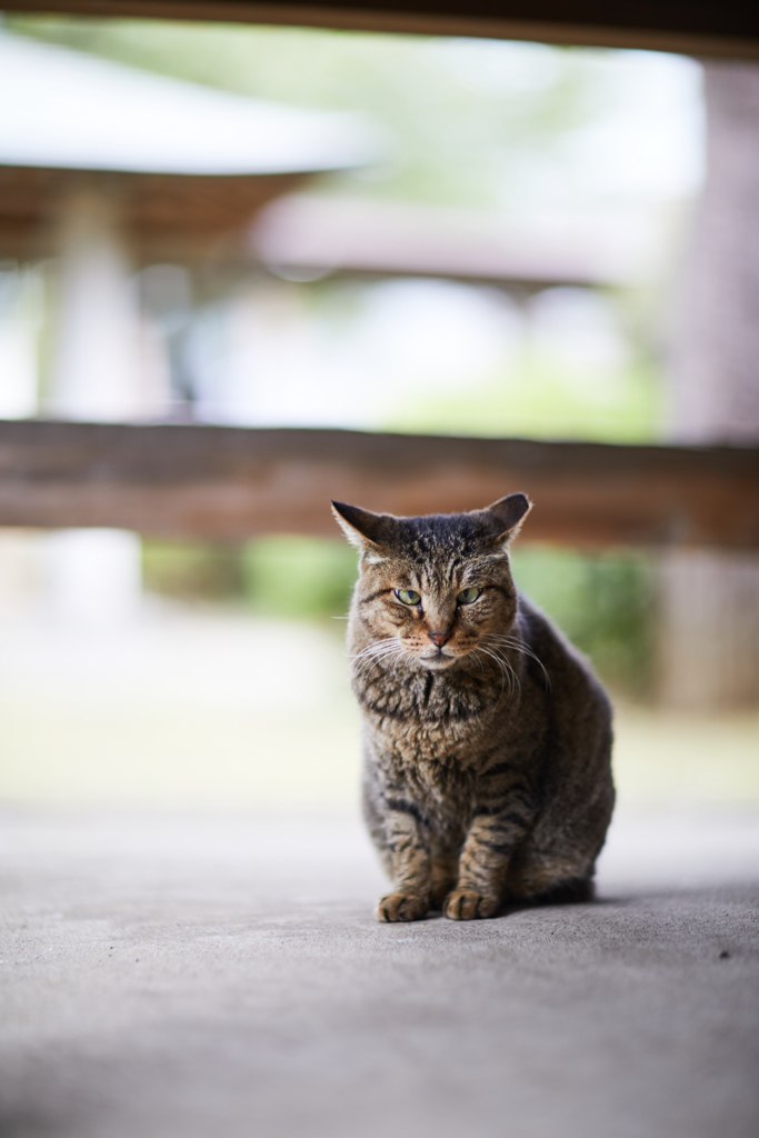 猫歩きな休日　その7