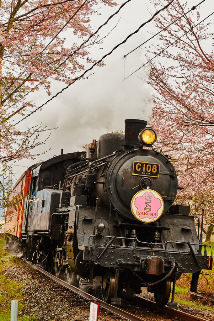 大井川鐵道～桜ＳＬ～その3