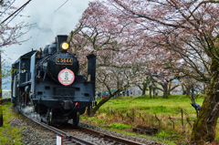 大井川鐵道～桜ＳＬ～その4