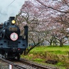 大井川鐵道～桜ＳＬ～その4