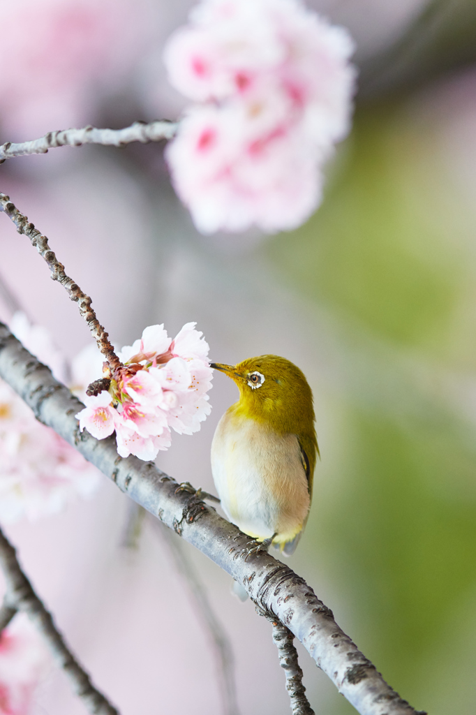 さくらとメジロその6