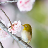 さくらとメジロその6