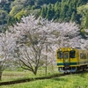 桜といすみ鉄道その１0