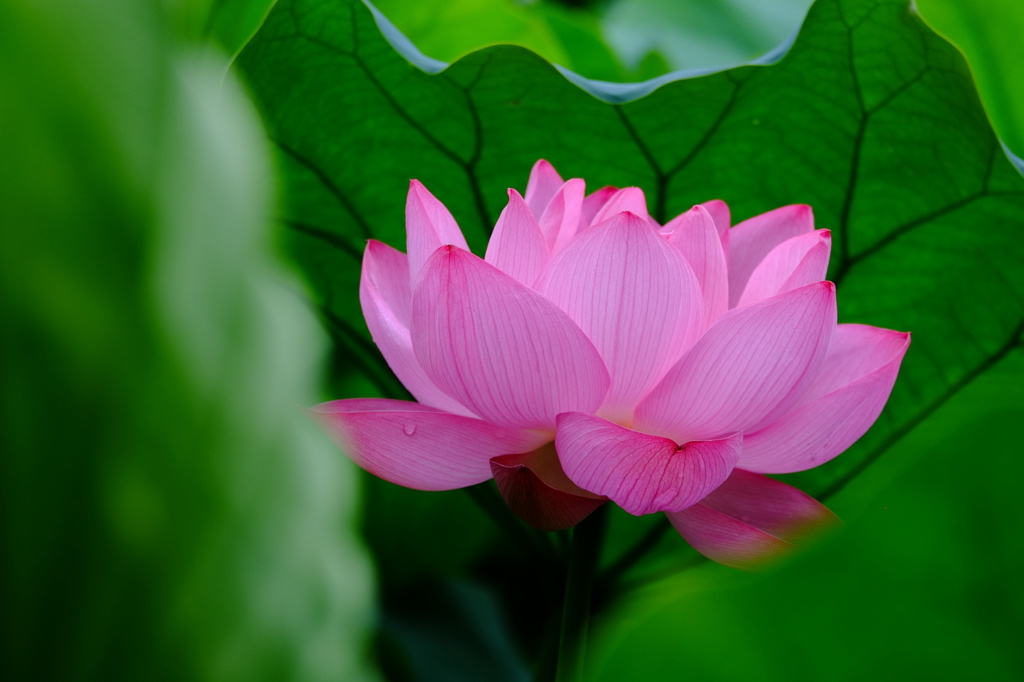 上野の蓮　その8