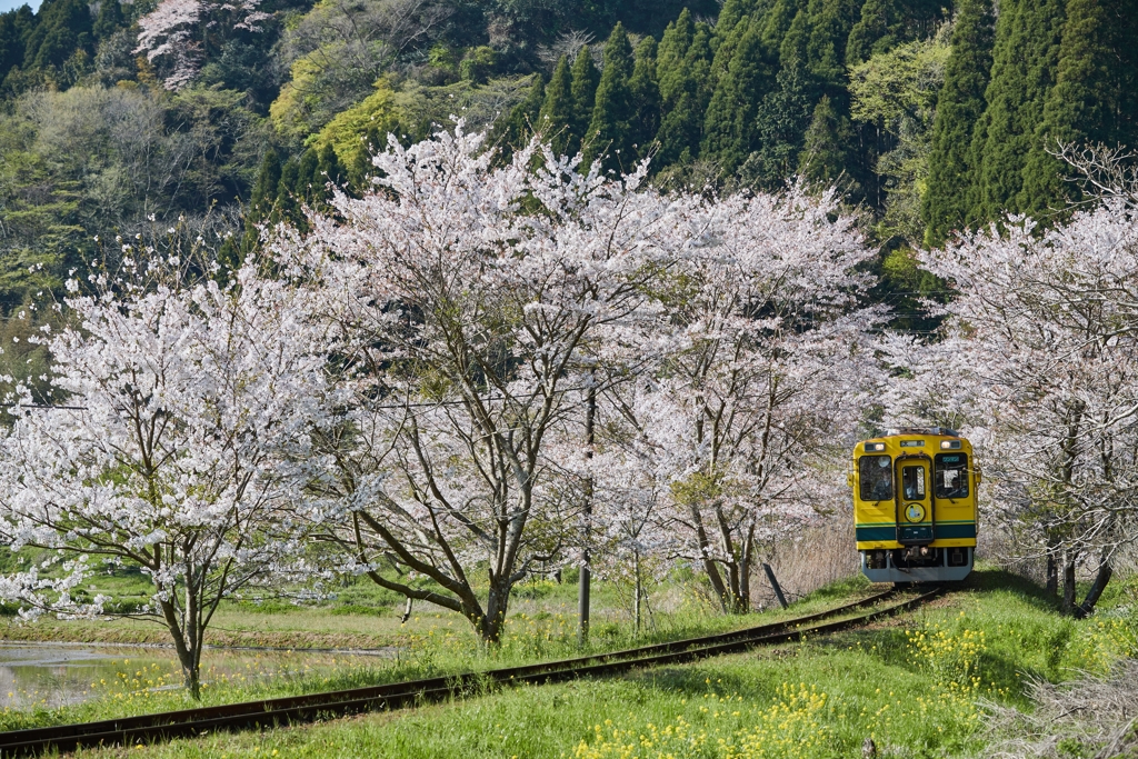 桜といすみ鉄道その9