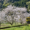 桜といすみ鉄道その9
