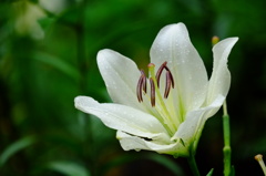 白百合