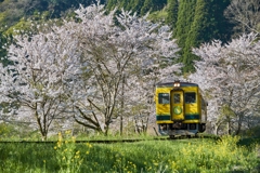 桜といすみ鉄道その8