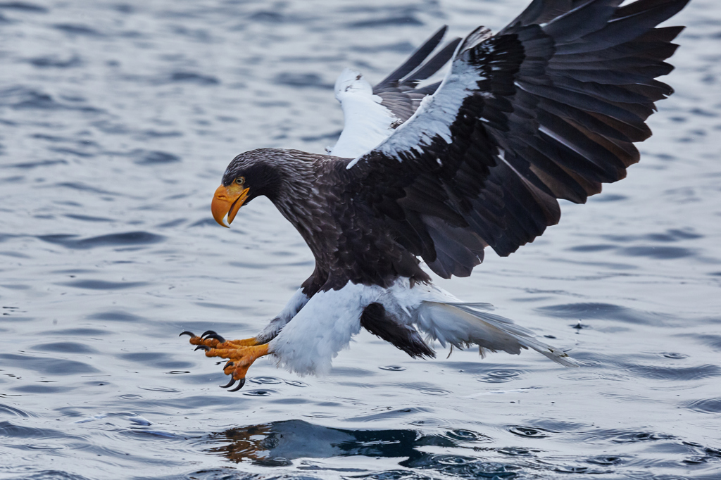 LANDING EAGLE