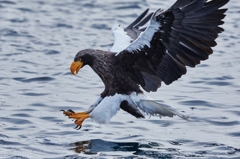 LANDING EAGLE