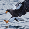 LANDING EAGLE