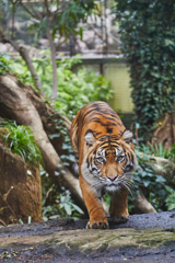 上野動物園その１