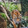 上野動物園その１