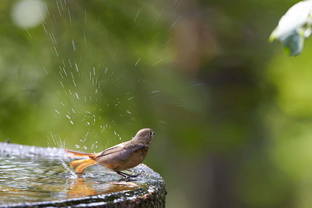 水場に行こう　その5