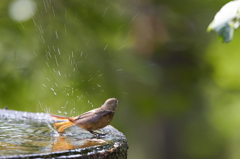 水場に行こう　その5