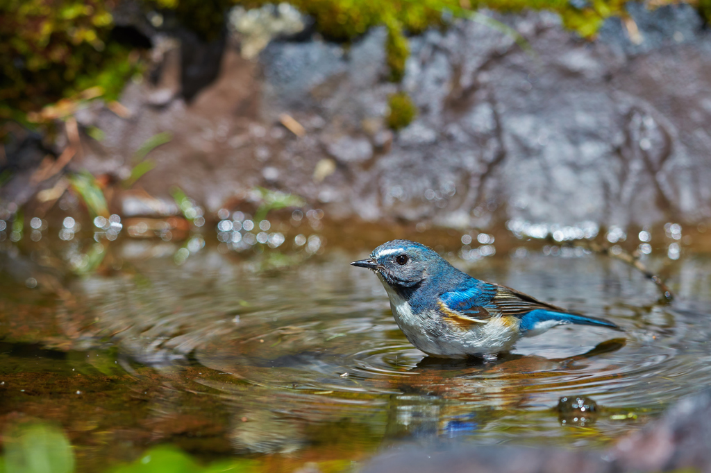 幸せの青い鳥