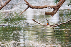 春の到来