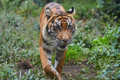 上野動物園その5