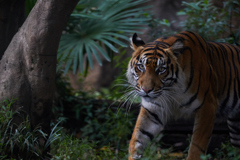 上野動物園その2