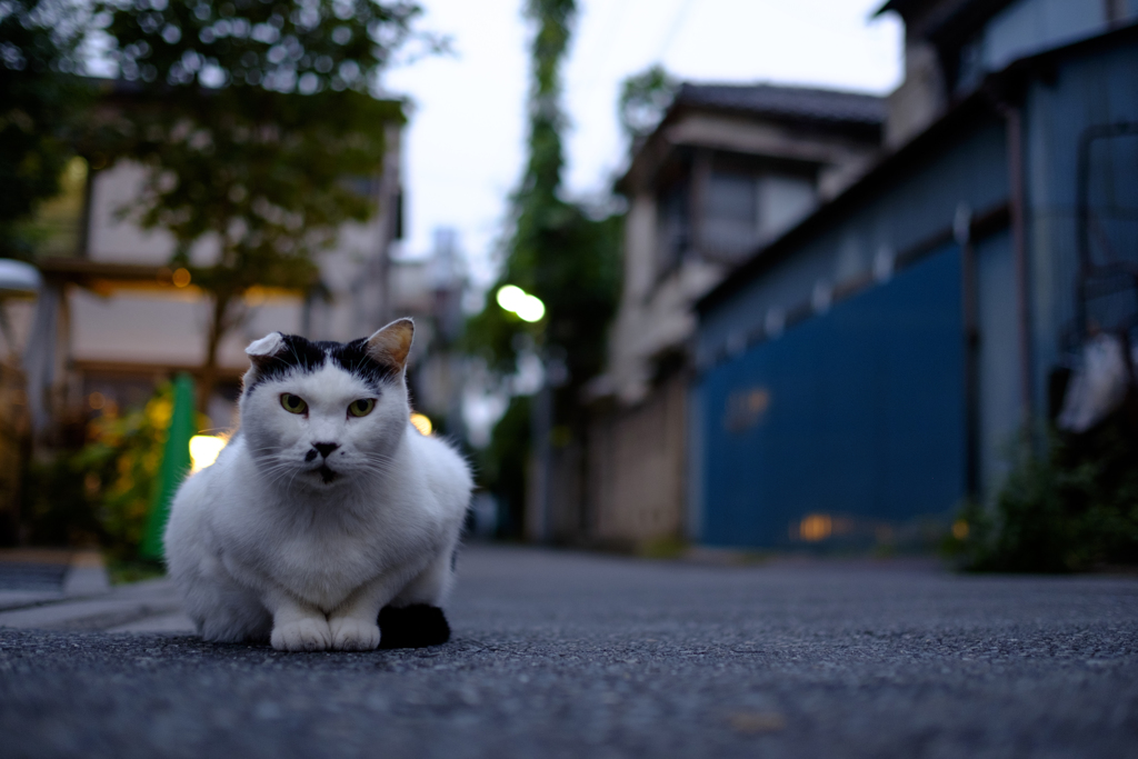 ちゃっぷりん