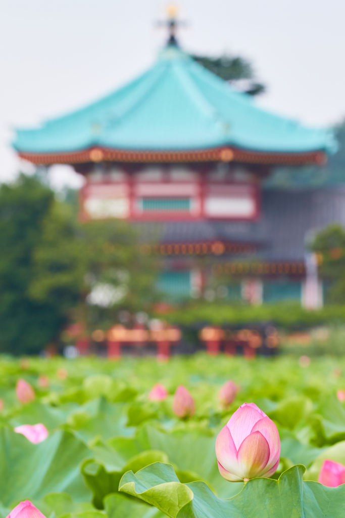 2016　蓮　その5