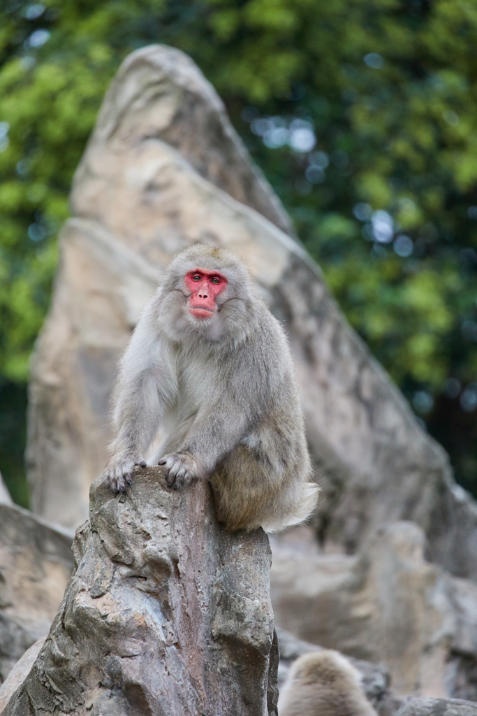 上野動物園その6