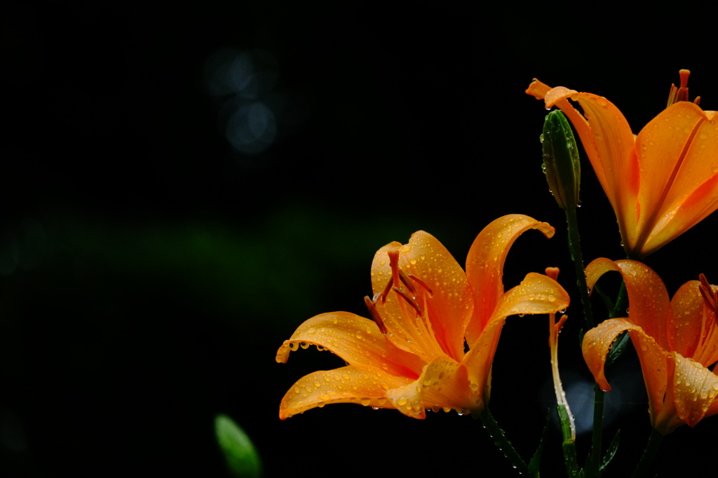 DANCER IN THE DARK