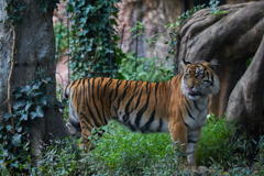 上野動物園その3